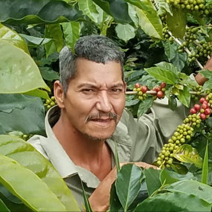 Microlot Puma - WHOLESALE