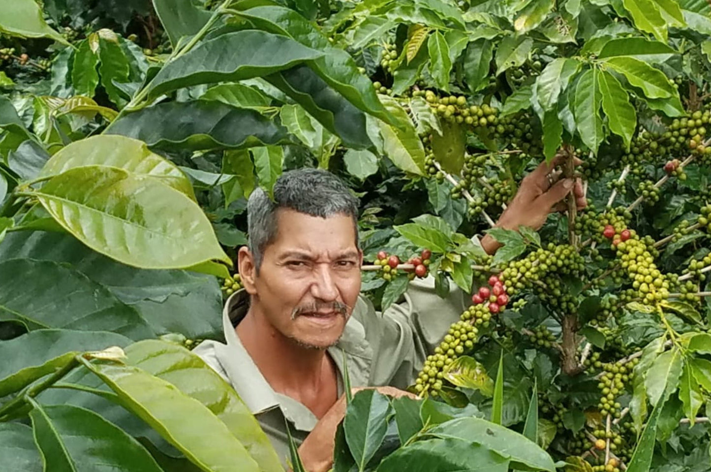 El Zarzal