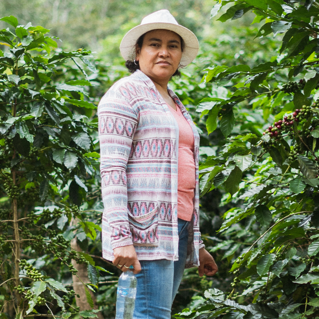 Fincas EL Cerquín del Portillo