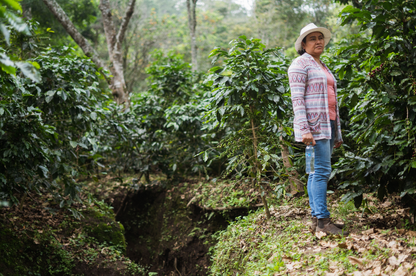 Fincas EL Cerquín del Portillo