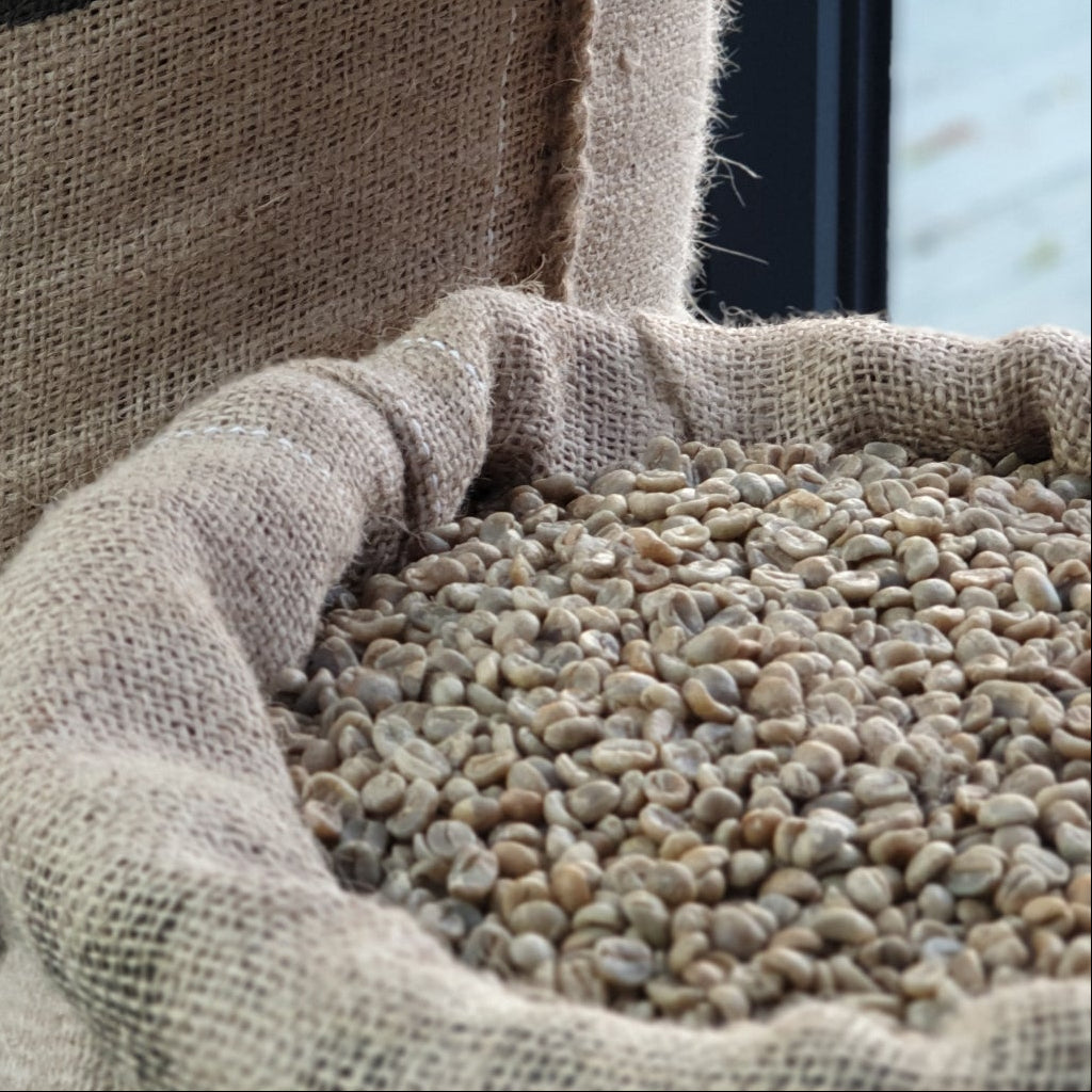 Microlot Puma - WHOLESALE