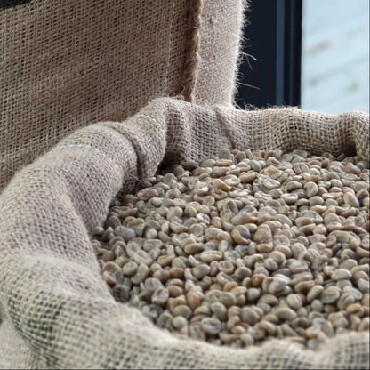 Microlot Puma - WHOLESALE