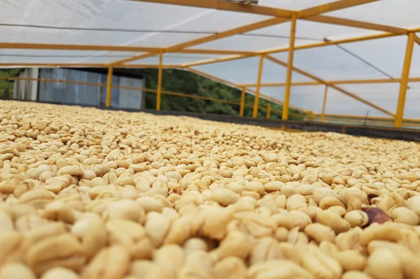 Colombian SPECIALTY SHG Green Beans 1,700 MASL
